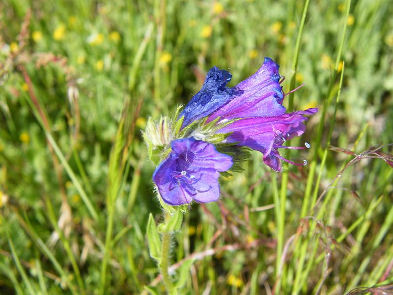 Echium plantagineum 1.JPG